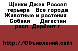 Щенки Джек Рассел терьера - Все города Животные и растения » Собаки   . Дагестан респ.,Дербент г.